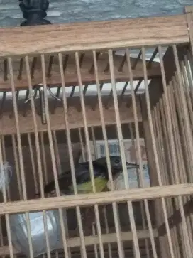 Burung korlap plus kandang
