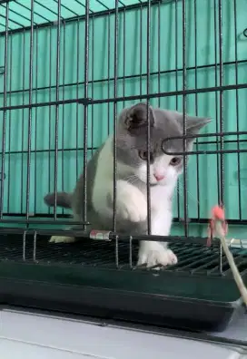 BSH BIRTH SHORTHAIR BICOLOR BLUE JANTAN