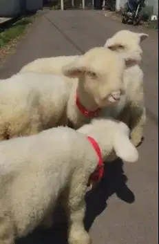 4 ekor cempe domba hias merino 4 bulanan super 2 jantan 2 betina unik