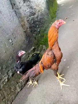 Ayam Bangkok Ekor lidi