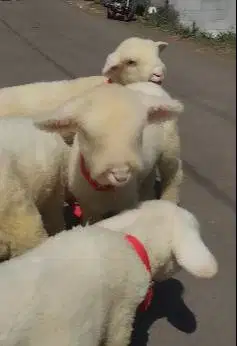 2 pasang anakan domba merino hias 2 jantan 2 betina