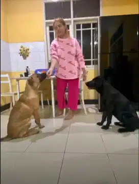 Di pindah tangankan anjing ras besar