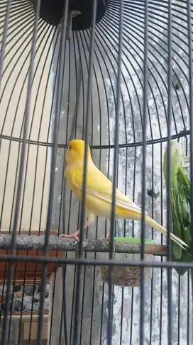 BURUNG KENARI LOPER KUNING LEMON