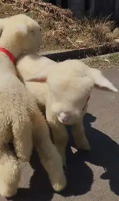 4 ekor anakan domba merino super hiasan 2 jantan 2 betina exotik lucu