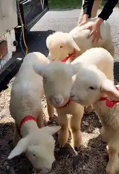 4 ekor anakan domba merino super hiasan 2 jantan 2 betina exotik lucu