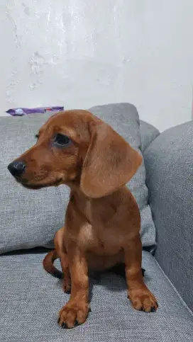 dachshund dog (anjing sosis)