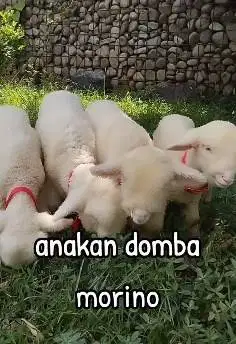 2 pasang anakan domba hias merino super 2 jantan 2 betina lucu exotik