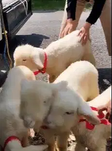 2 pasang anakan domba hias merino super 2 jantan 2 betina lucu exotik