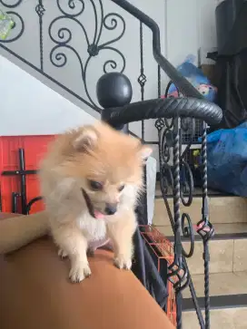 Anakan Super Minipom
