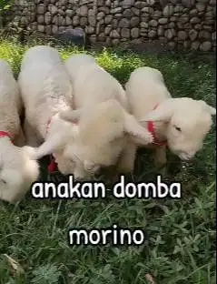 2 pasang anakan domba hias merino super 2 jantan 2 betina exotik lucu2