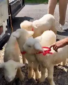 2 pasang anakan domba hias merino super 2 jantan 2 betina exotik lucu2