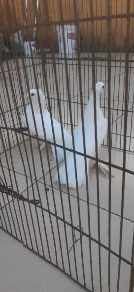 Merpati kipas putih