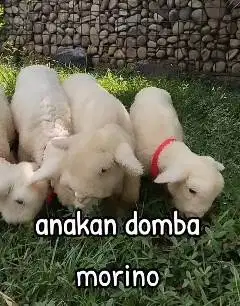 2 pasang anakan domba hias merino 4 bulanan 2 jantan 2 betina exotik