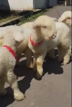 2 pasang anakan domba hias merino 4 bulanan 2 jantan 2 betina exotik