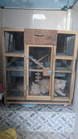 Kucing Persia dan kandang