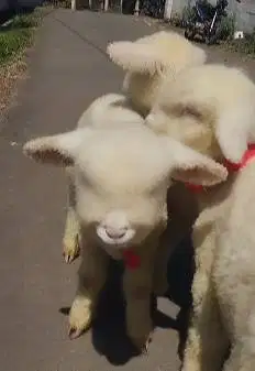 4 ekor anakan domba hias merino 4 bulan 2 jantan 2 betina siap ternak