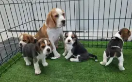 DIJUAL ANAK ANJING BEAGLE