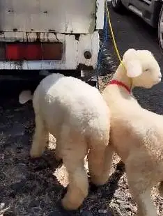 2 pasang anakan domba hias merino super 4 bulan 2 jantan 2 betina puas