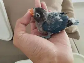 Lolohan Lovebird