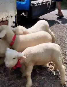 4 ekor cempe domba hias merino super 4 bln 2 jantan 2 betina exotik ok