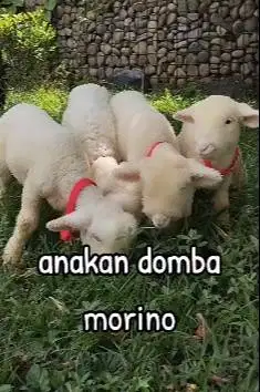 4 ekor cempe domba hias merino super 4 bln 2 jantan 2 betina exotik ok
