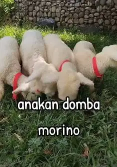 2 pasang anakan domba hias merino super 4 bln 2 jantan 2 betina manteb