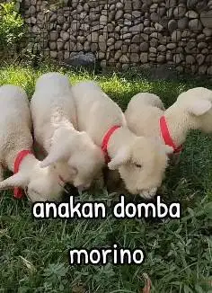 2 pasang cempe hias domba merino super 4 bulan 2 jantan 2 betina puas