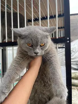 British shorthair
