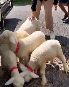2 pasang anakan domba hias merino super 4 bulanan 2 jantan 2 betina ok
