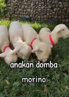 2 pasang anakan domba hias merino super 4 bulanan 2 jantan 2 betina ok