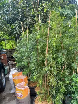 Lohansung pucuk merah, tanamaan hias berkelas, paling murah