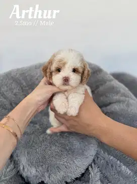 anjing maltipoo poodle maltese parti lucu teacup maltipoo mini tiny