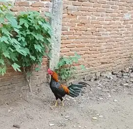 Ayam kampung jantan usia 8 bulanan