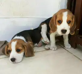 DIJUAL ANAK ANJING BEAGLE