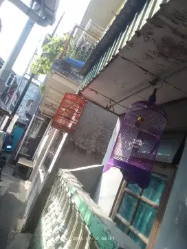 kandang oren burung gelatik