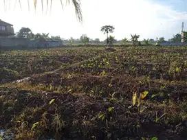 Kavling Dramaga 6 Menit ke Puskesmas, 10 Menit ke RS