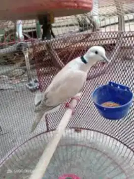 Burung puter pelung asli