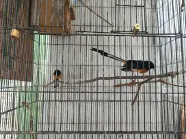 Murai batu sepasang jual BU