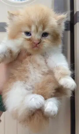 Kitten kucing persia flatnose kucing anak kucing kitten persia