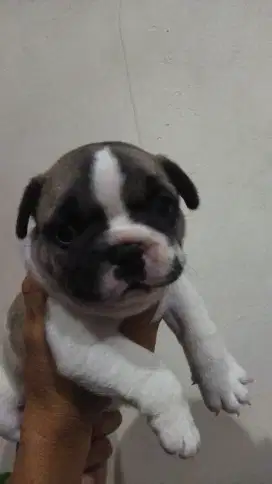 Anjing French Bulldog