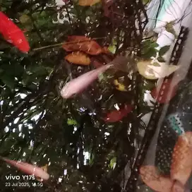 Ikan nila kumpay