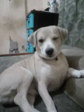 Anjing Pincher Jantan Lucu kaki pdk