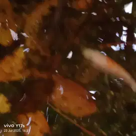 Ikan nila kumpay