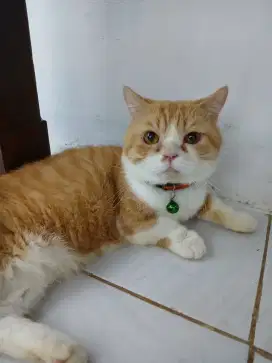Jasa Pacak kucing Munchkin golden