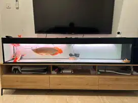 Dijual Arwana super red beserta aquarium