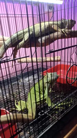 Iguana sepasang green colombia juve up