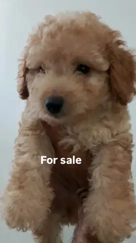 Poodle puppies anabul jantan betina