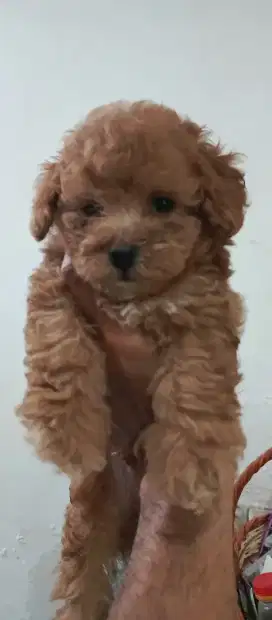 Anak Poodle jantan betina