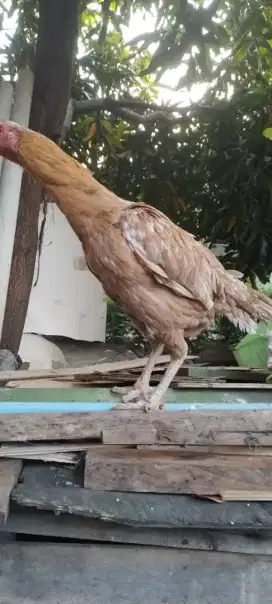 Ayam bangkok babon sisik ubed jos