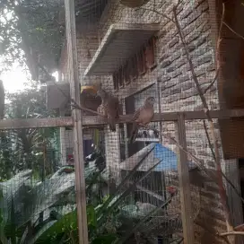 Burung perkutut bangkok sepasang